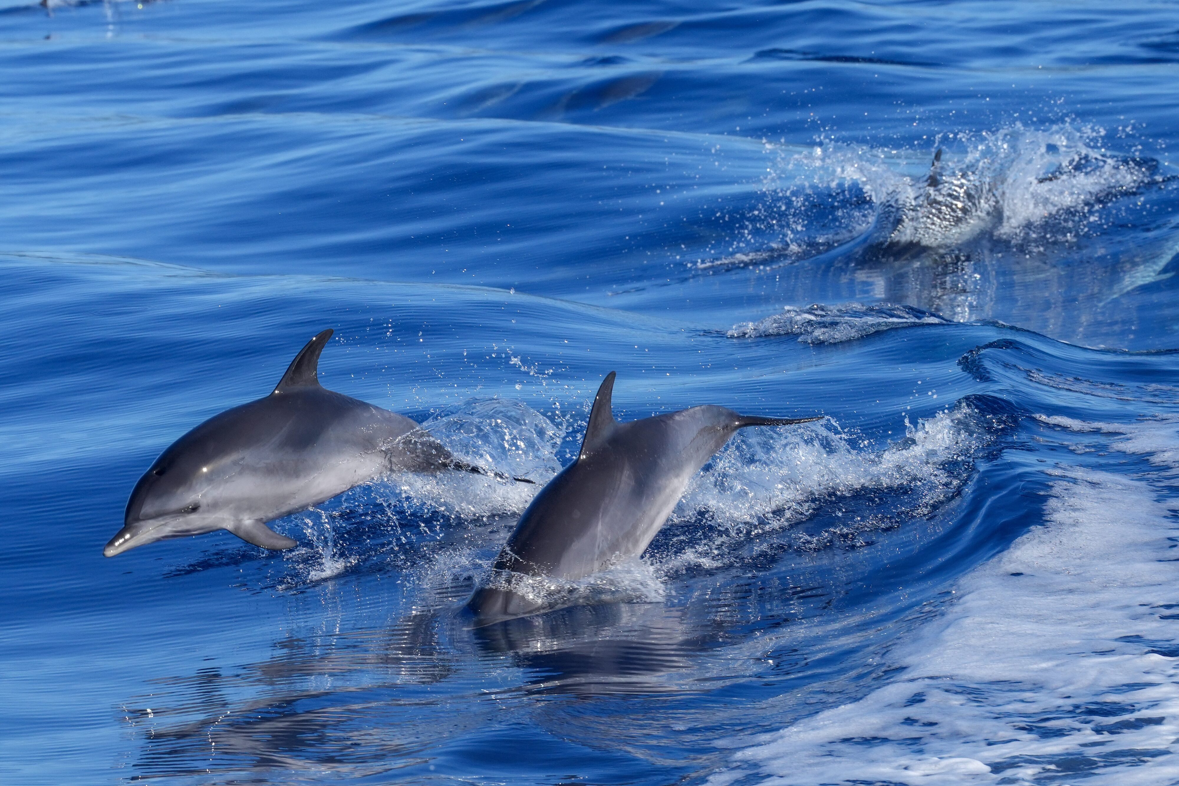 Dolphin Ocean Atlantic Buzzer